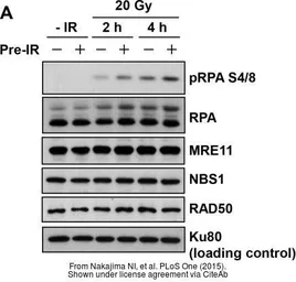Anti-Mre11 antibody [12D7] used in Western Blot (WB). GTX70212