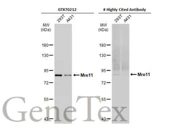 Anti-Mre11 antibody [12D7] used in Western Blot (WB). GTX70212