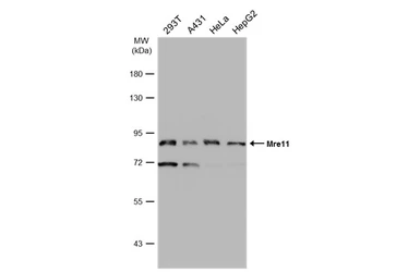 Anti-Mre11 antibody [12D7] used in Western Blot (WB). GTX70212
