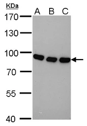 Anti-Nuclear Matrix Protein p84 antibody [5E10] (HRP) used in Western Blot (WB). GTX70220-01