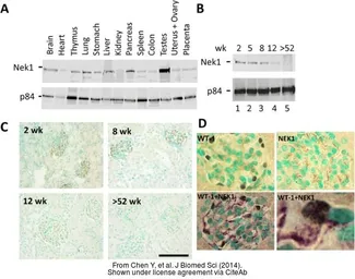 Anti-Nuclear Matrix Protein p84 antibody [5E10] used in Western Blot (WB). GTX70220