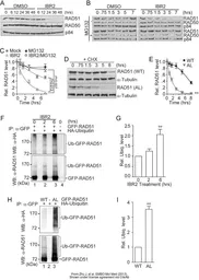 Anti-Nuclear Matrix Protein p84 antibody [5E10] used in Western Blot (WB). GTX70220