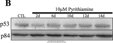 Anti-Nuclear Matrix Protein p84 antibody [5E10] used in Western Blot (WB). GTX70220
