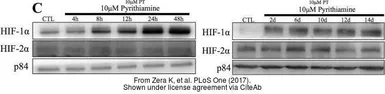 Anti-Nuclear Matrix Protein p84 antibody [5E10] used in Western Blot (WB). GTX70220