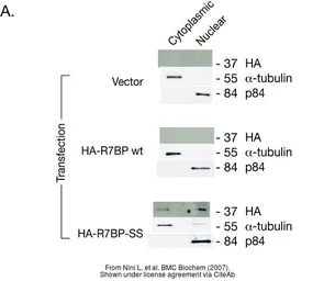 Anti-Nuclear Matrix Protein p84 antibody [5E10] used in Western Blot (WB). GTX70220