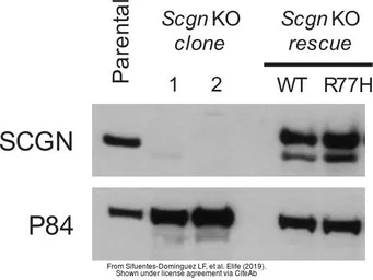 Anti-Nuclear Matrix Protein p84 antibody [5E10] used in Western Blot (WB). GTX70220
