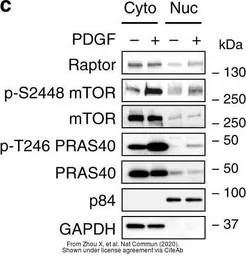 Anti-Nuclear Matrix Protein p84 antibody [5E10] used in Western Blot (WB). GTX70220