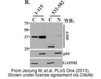 Anti-Nuclear Matrix Protein p84 antibody [5E10] used in Western Blot (WB). GTX70220