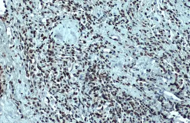 Anti-Nuclear Matrix Protein p84 antibody [5E10] used in IHC (Paraffin sections) (IHC-P). GTX70220