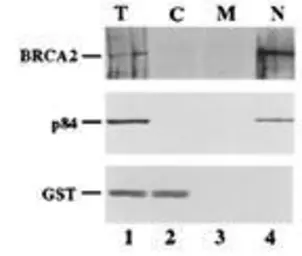 Anti-Nuclear Matrix Protein p84 antibody [5E10] used in Western Blot (WB). GTX70220