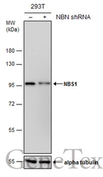 Anti-NBS1 antibody [1D7] used in Western Blot (WB). GTX70224