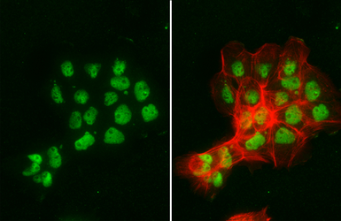 Anti-NBS1 antibody [1D7] used in Immunocytochemistry/ Immunofluorescence (ICC/IF). GTX70224