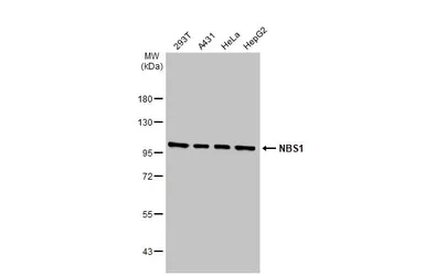 Anti-NBS1 antibody [1D7] used in Western Blot (WB). GTX70224