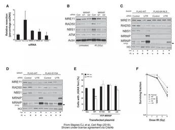 Anti-Rad50 antibody [13B3] used in Western Blot (WB). GTX70228