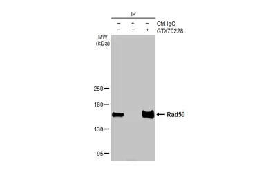 Anti-Rad50 antibody [13B3] used in Immunoprecipitation (IP). GTX70228