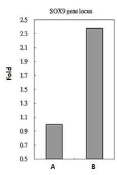 Anti-RbAp48 antibody [11G10] used in ChIP assay (ChIP assay). GTX70232