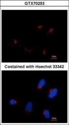 Anti-TRIP230 antibody [10G5] used in Immunocytochemistry/ Immunofluorescence (ICC/IF). GTX70253