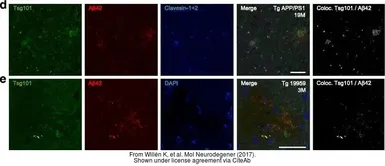 Anti-TSG101 antibody [4A10] used in IHC (Free Floating) (IHC (Free Floating)). GTX70255