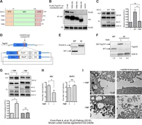 Anti-TSG101 antibody [4A10] used in Western Blot (WB). GTX70255