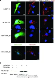 Anti-TSG101 antibody [4A10] used in Western Blot (WB). GTX70255