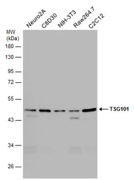Anti-TSG101 antibody [4A10] used in Western Blot (WB). GTX70255