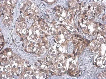 Anti-TSG101 antibody [4A10] used in IHC (Paraffin sections) (IHC-P). GTX70255