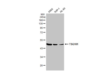 Anti-TSG101 antibody [4A10] used in Western Blot (WB). GTX70255