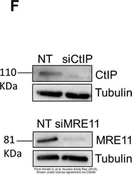 Anti-CtIP antibody [19E8] used in Western Blot (WB). GTX70264
