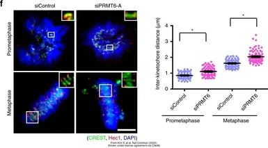 Anti-Hec1 antibody [9G3.23] used in Immunocytochemistry/ Immunofluorescence (ICC/IF). GTX70268