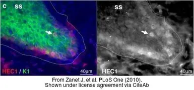 Anti-Hec1 antibody [9G3.23] used in IHC (Frozen sections) (IHC-Fr). GTX70268
