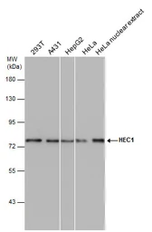 Anti-Hec1 antibody [9G3.23] used in Western Blot (WB). GTX70268