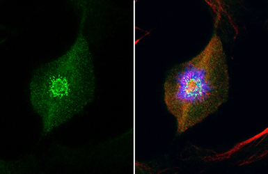 Anti-Hec1 antibody [9G3.23] used in Immunocytochemistry/ Immunofluorescence (ICC/IF). GTX70268