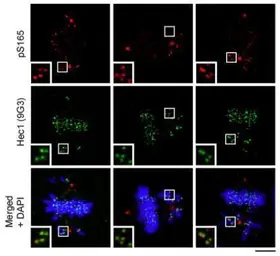 Anti-Hec1 antibody [9G3.23] used in Immunocytochemistry/ Immunofluorescence (ICC/IF). GTX70268