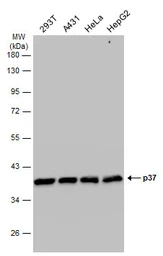 Anti-p37 antibody [1320] used in Western Blot (WB). GTX70285