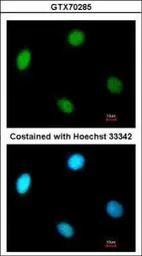 Anti-p37 antibody [1320] used in Immunocytochemistry/ Immunofluorescence (ICC/IF). GTX70285