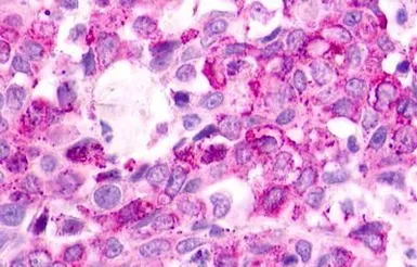 Anti-EBI2 antibody used in IHC (Paraffin sections) (IHC-P). GTX70863