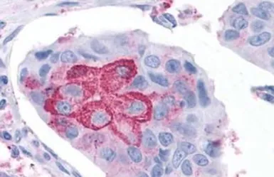 Anti-ROR gamma antibody used in IHC (Paraffin sections) (IHC-P). GTX70887