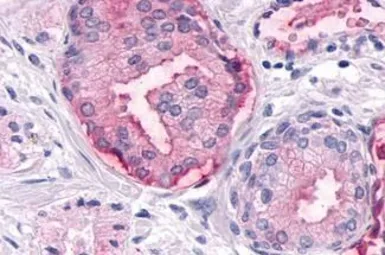 Anti-DUSP26 antibody used in IHC (Paraffin sections) (IHC-P). GTX70939