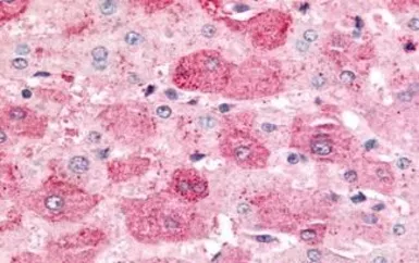 Anti-MAP4K6 antibody used in IHC (Paraffin sections) (IHC-P). GTX70987