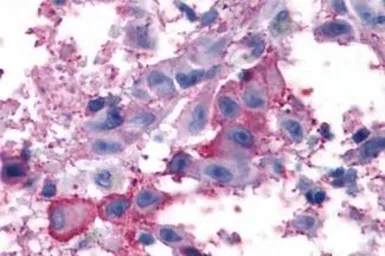 Anti-mGluR7 antibody used in IHC (Paraffin sections) (IHC-P). GTX71717