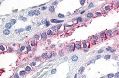 Anti-GPR89A antibody used in IHC (Paraffin sections) (IHC-P). GTX71777