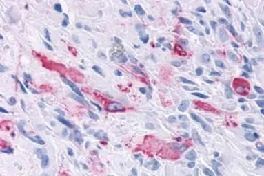 Anti-TGR7 / MRGD antibody used in IHC (Paraffin sections) (IHC-P). GTX71835