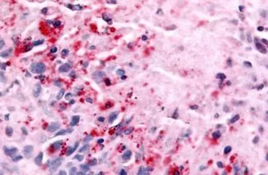 Anti-NEK7 antibody used in IHC (Paraffin sections) (IHC-P). GTX71879