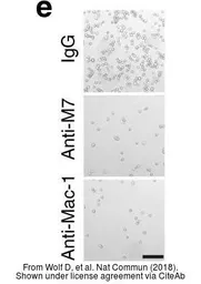 Anti-CD11b antibody [2LPM19c] used in Neutralizing/Blocking/Inhibition (Neutralizing /Inhibition). GTX72023