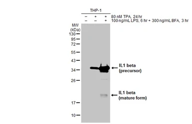 Anti-IL1 beta antibody used in Western Blot (WB). GTX74034