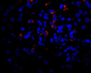 Anti-VEGFA antibody used in IHC (Paraffin sections) (IHC-P). GTX74091