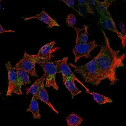Anti-CX3CL1 antibody used in Immunocytochemistry/ Immunofluorescence (ICC/IF). GTX74237