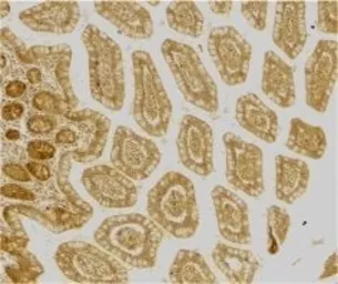 Anti-DC-SIGN antibody used in IHC (Frozen sections) (IHC-Fr). GTX74430