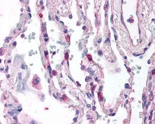 Anti-C5a R1 antibody [S5/1] used in IHC (Paraffin sections) (IHC-P). GTX74845