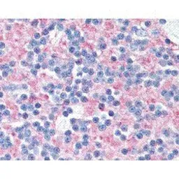 Anti-SNAP25 antibody [SP12] used in IHC (Paraffin sections) (IHC-P). GTX74873